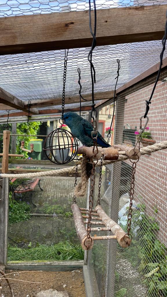 Catharina man ruilen voor pop !!!, Dieren en Toebehoren, Vogels | Parkieten en Papegaaien, Vrouwelijk, Parkiet
