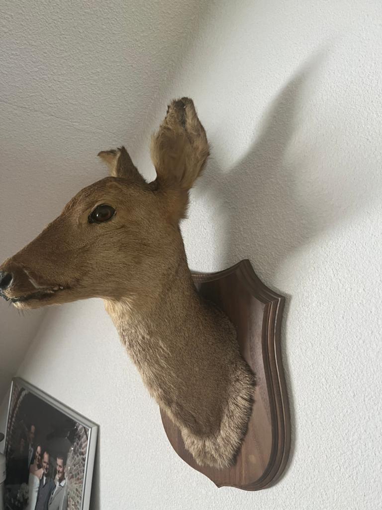 Kop van ree met eiken achterwand, Ophalen of Verzenden, Zo goed als nieuw