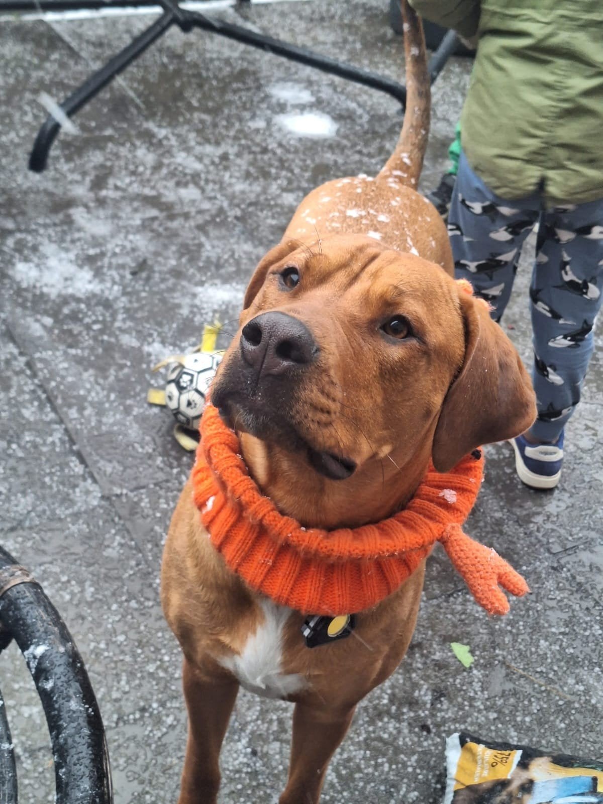 Lieve de ridgeback, 1 tot 2 jaar, Teef, Groot, Eén hond