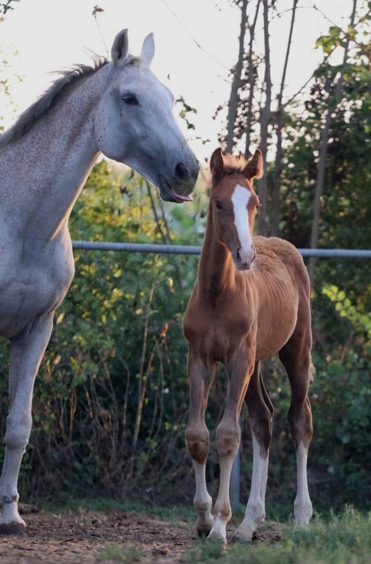 KWPN-fokmerrie  met KWPN veulen , veelbelovend ,springgefokt, Springpaard, Met stamboom, 0 tot 2 jaar, Hengst