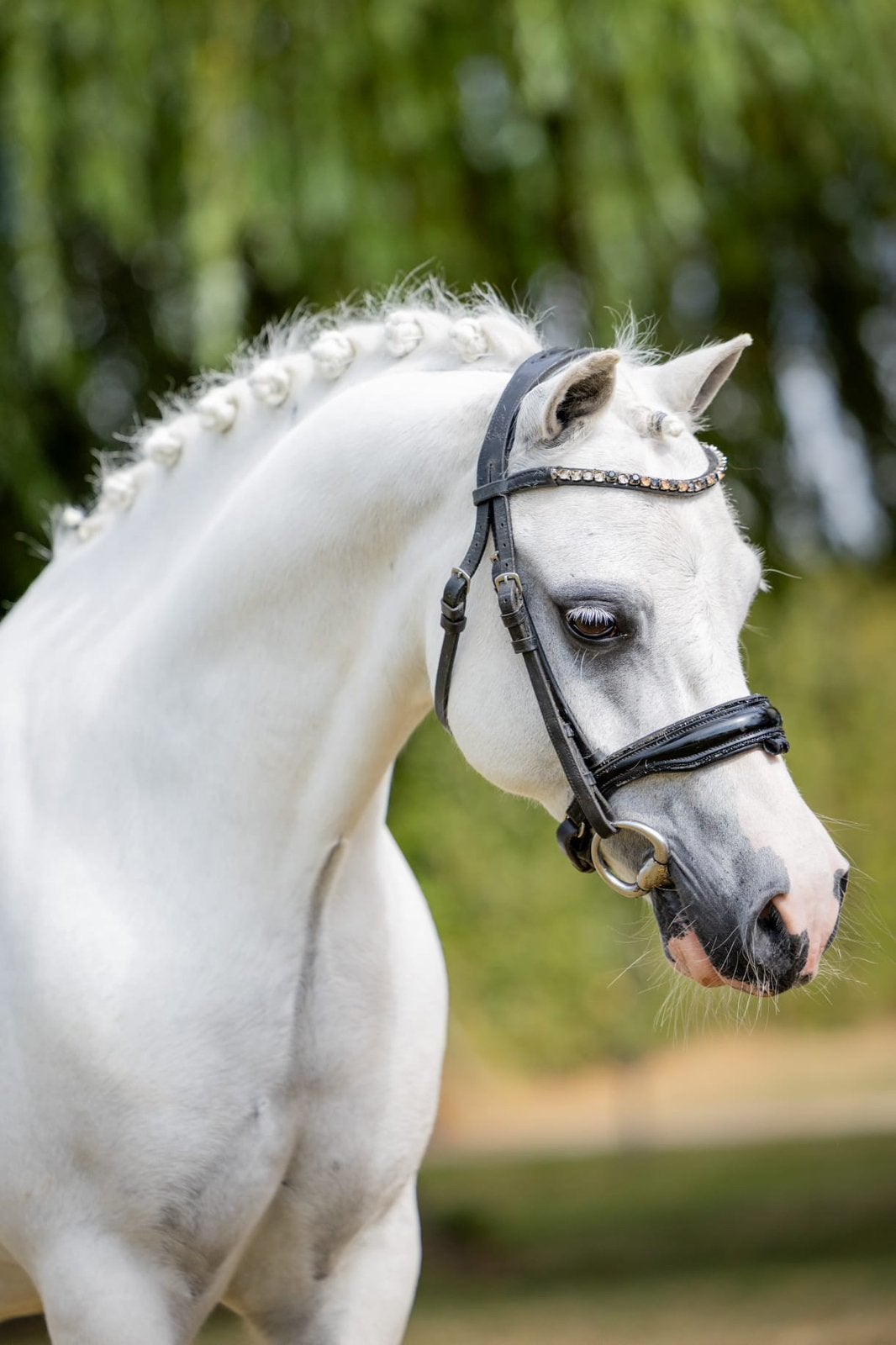 Bloedmooie Welsh kinderpony, Dieren en Toebehoren, Pony's, Ruin, B pony (1.17m tot 1.27m), Met stamboom, 11 jaar of ouder