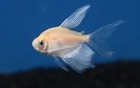 witte tetra longfil €2,95, ., Overige typen, Nieuw, .