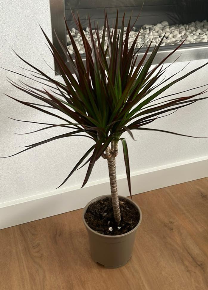 Kamerplant Dracena 55 cm, Ophalen, Overige soorten, Halfschaduw, In pot