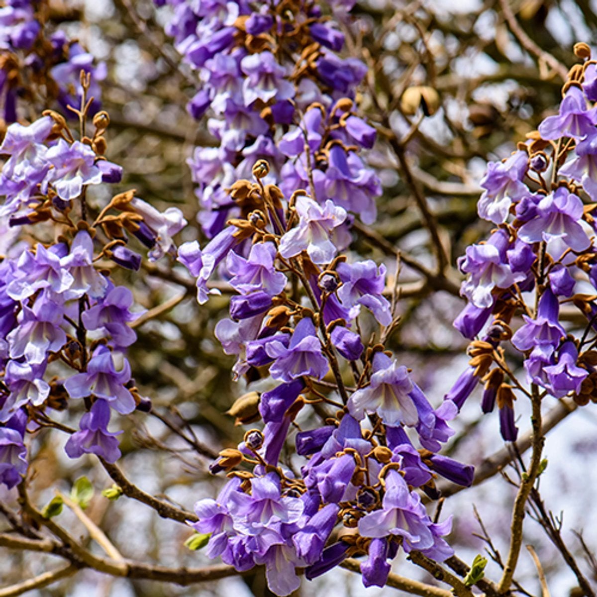Anna Paulownaboom (Paulownia Tomentosa), Ophalen, Volle zon, Overige soorten