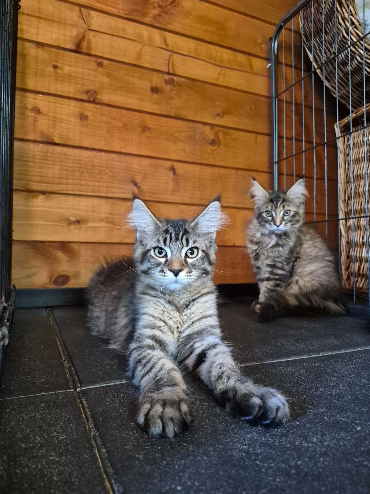 Maine coon kittens!, Dieren en Toebehoren, Meerdere dieren, Ontwormd, 0 tot 2 jaar