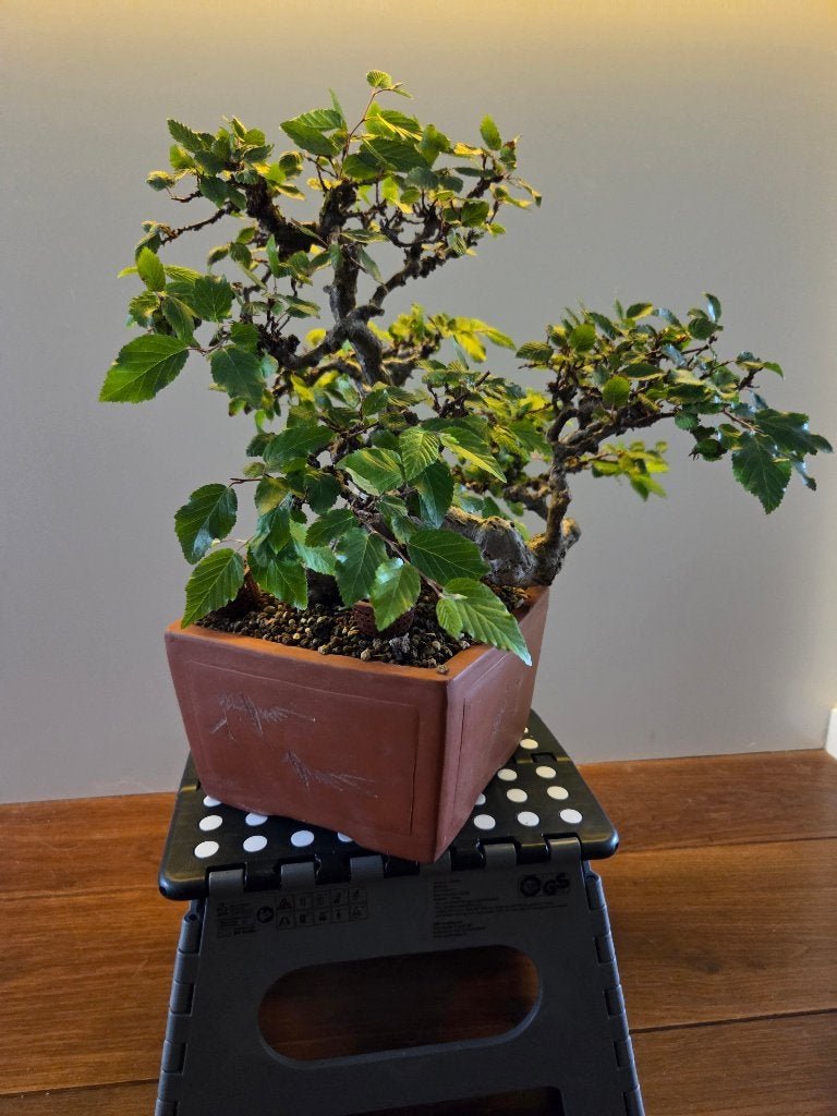 Bonsai Beuk, Tuin en Terras, Bloeit niet, Halfschaduw, Overige soorten, Minder dan 100 cm