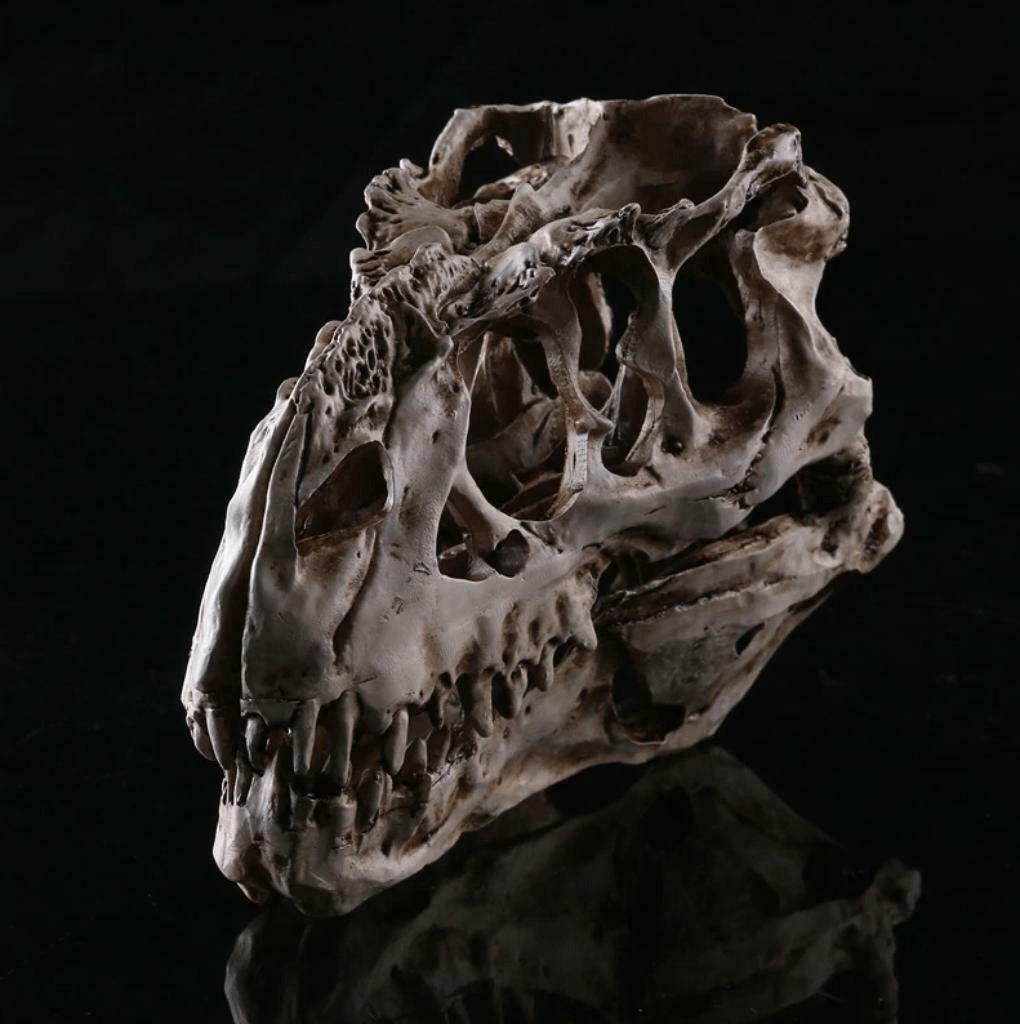Tyrannosaurus Schedel / Dinosaurus Doodskop Anatomie Skull, Diversen, Schoolbenodigdheden, Verzenden, Nieuw