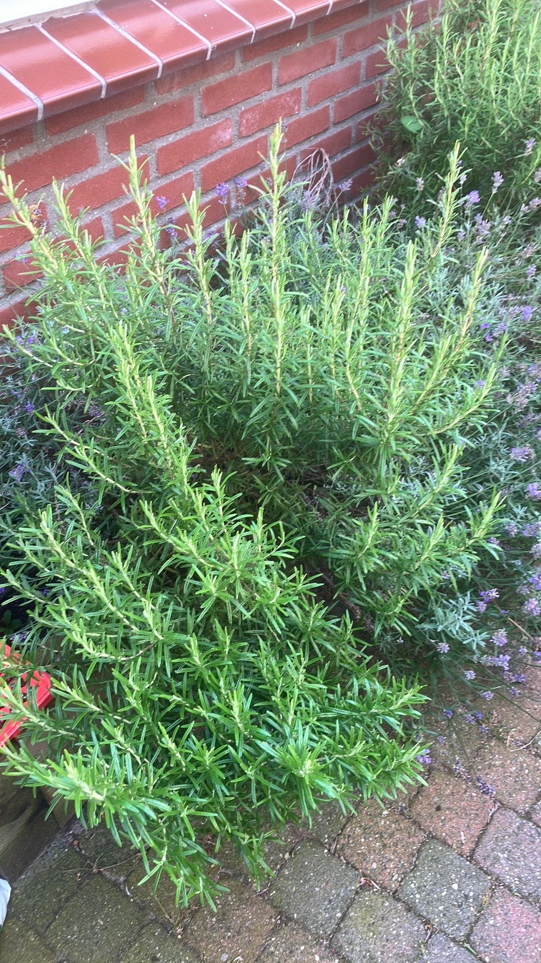 Rozemarijn 2  en lavendel 1 struiken. 10 euro samen, Tuin en Terras, Planten | Tuinplanten, Ophalen, Overige soorten, Volle zon