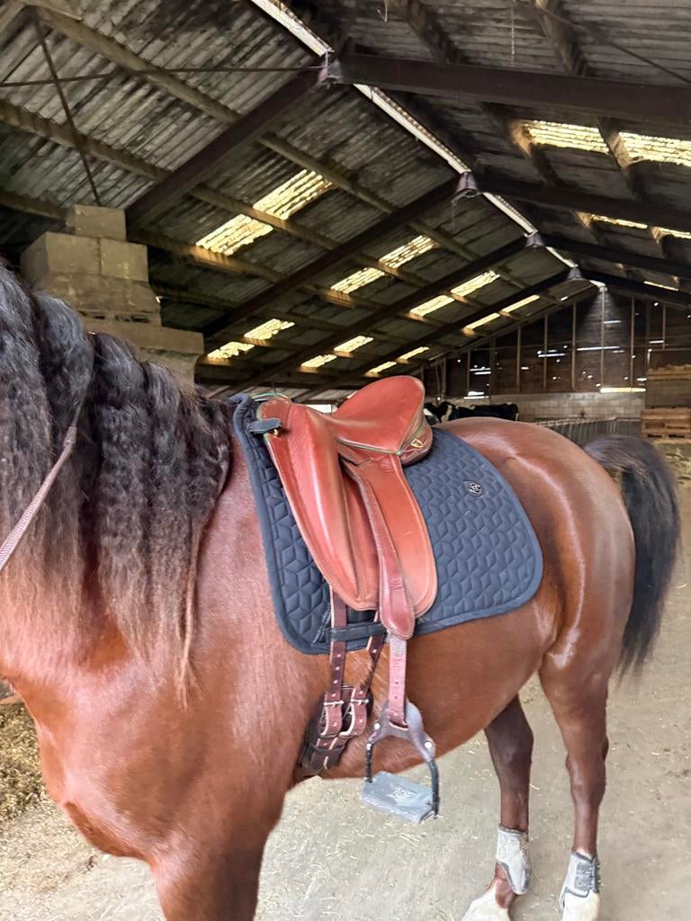 gaston mercier zadel, Dieren en Toebehoren, Paarden en Pony's | Zadels, Ophalen of Verzenden, Zo goed als nieuw, Dressuur