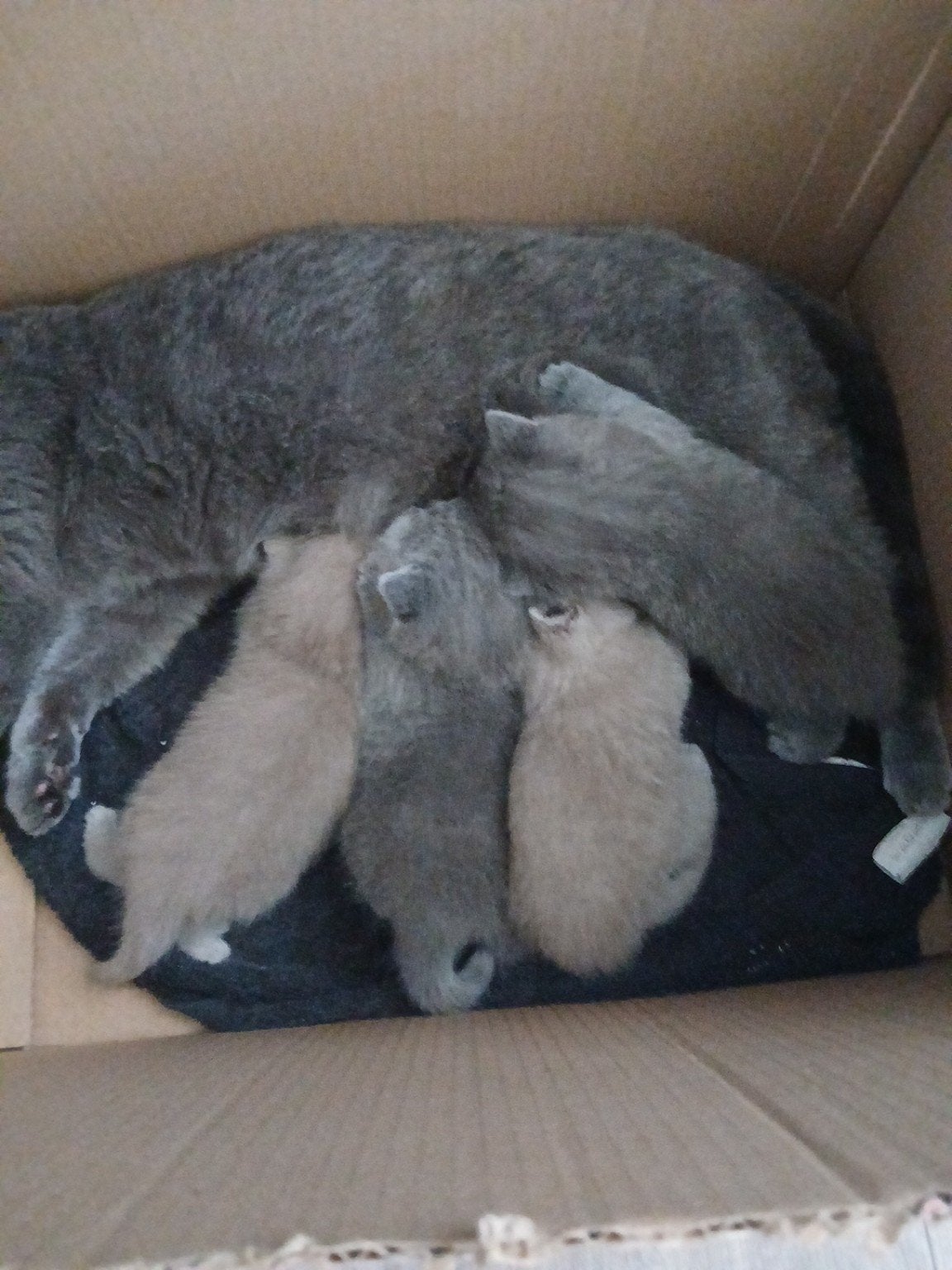 Britse Korthaar kittens – Meerdere kleuren, Dieren en Toebehoren, Katten en Kittens | Raskatten | Korthaar, Meerdere dieren