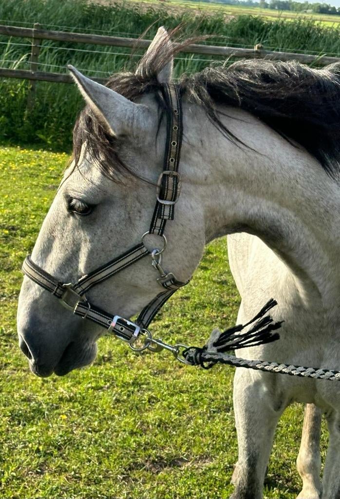 Lieve mensgerichte merrie en hengst zoeken goed tehuis., Dieren en Toebehoren, Merrie, Minder dan 160 cm, Gechipt, 3 tot 6 jaar