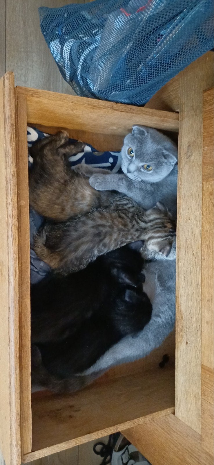 Britse kittens/scottish fold, Dieren en Toebehoren, Meerdere dieren, Kortharig, 0 tot 2 jaar