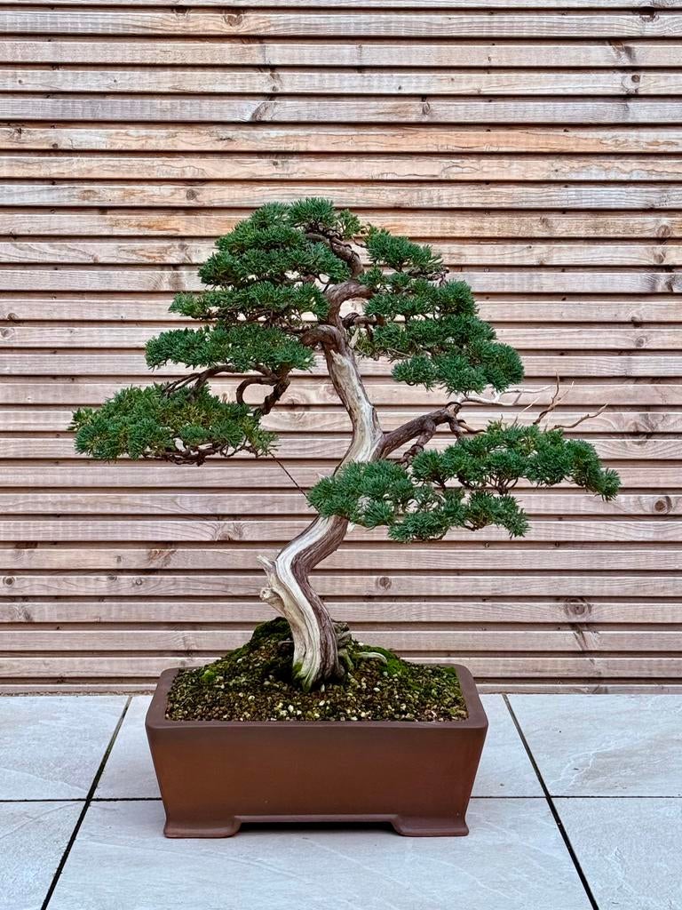 Bonsai Juniperus Blaauws, Bloeit niet, Minder dan 100 cm, Volle zon, In pot