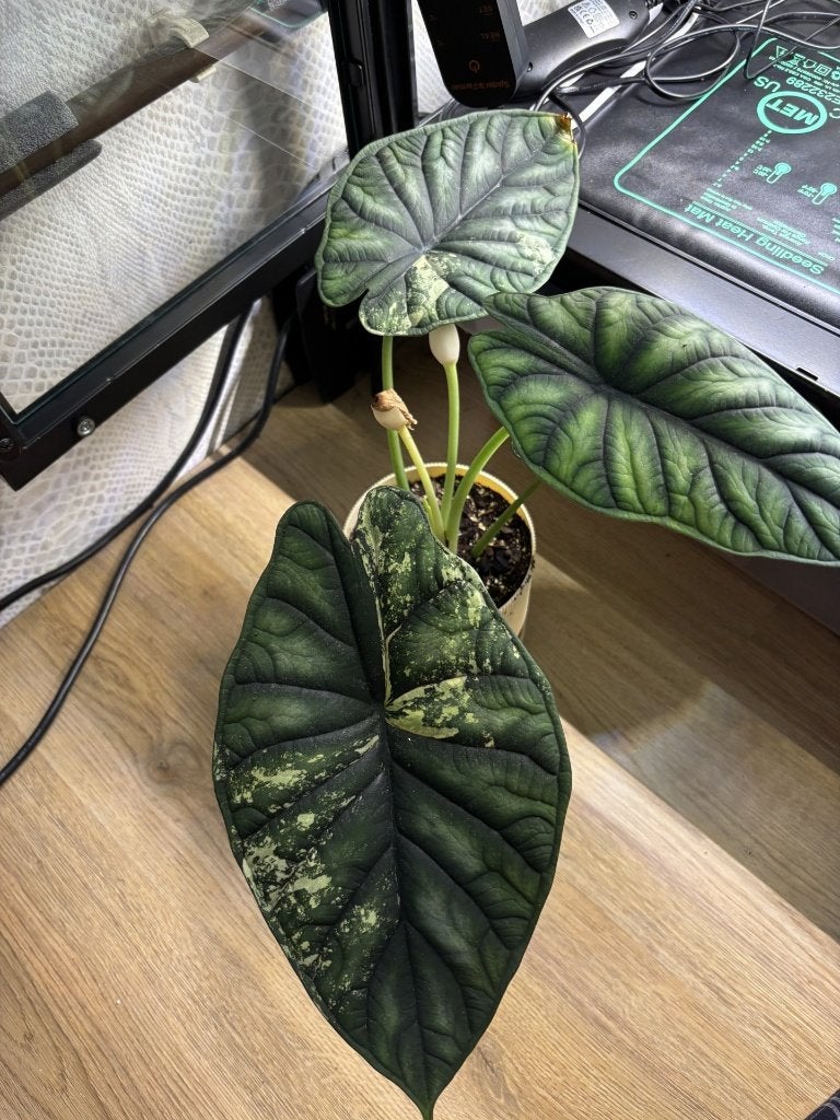 Alocasia dragon scale albo knol, Overige soorten, Minder dan 100 cm, Groene kamerplant, Halfschaduw