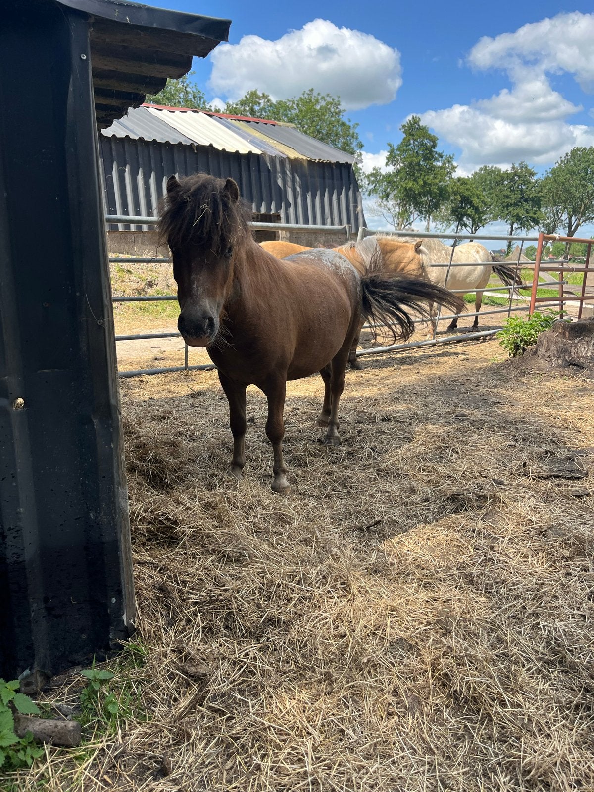 Mini shetlander ruin te koop, Gechipt, Ruin, Niet van toepassing, A pony (tot 1.17m)