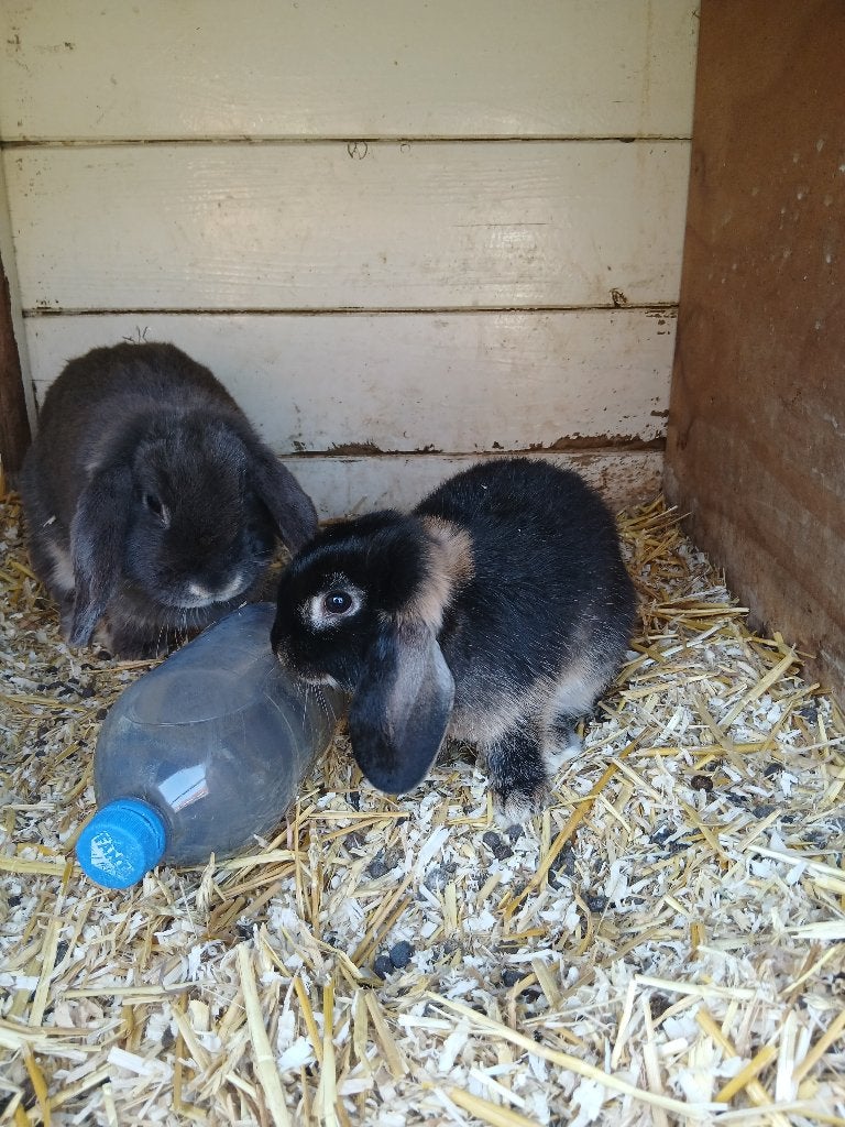 Hangoordwerg konijntje, Mannelijk, Dwerg, Hangoor, 0 tot 2 jaar