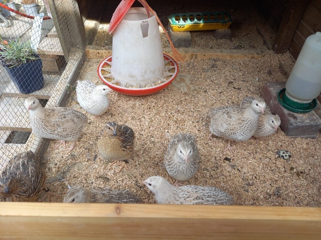 Japanse Kwartels (5 hennetjes en 2 haantjes), Dieren en Toebehoren, Meerdere dieren, Overige soorten