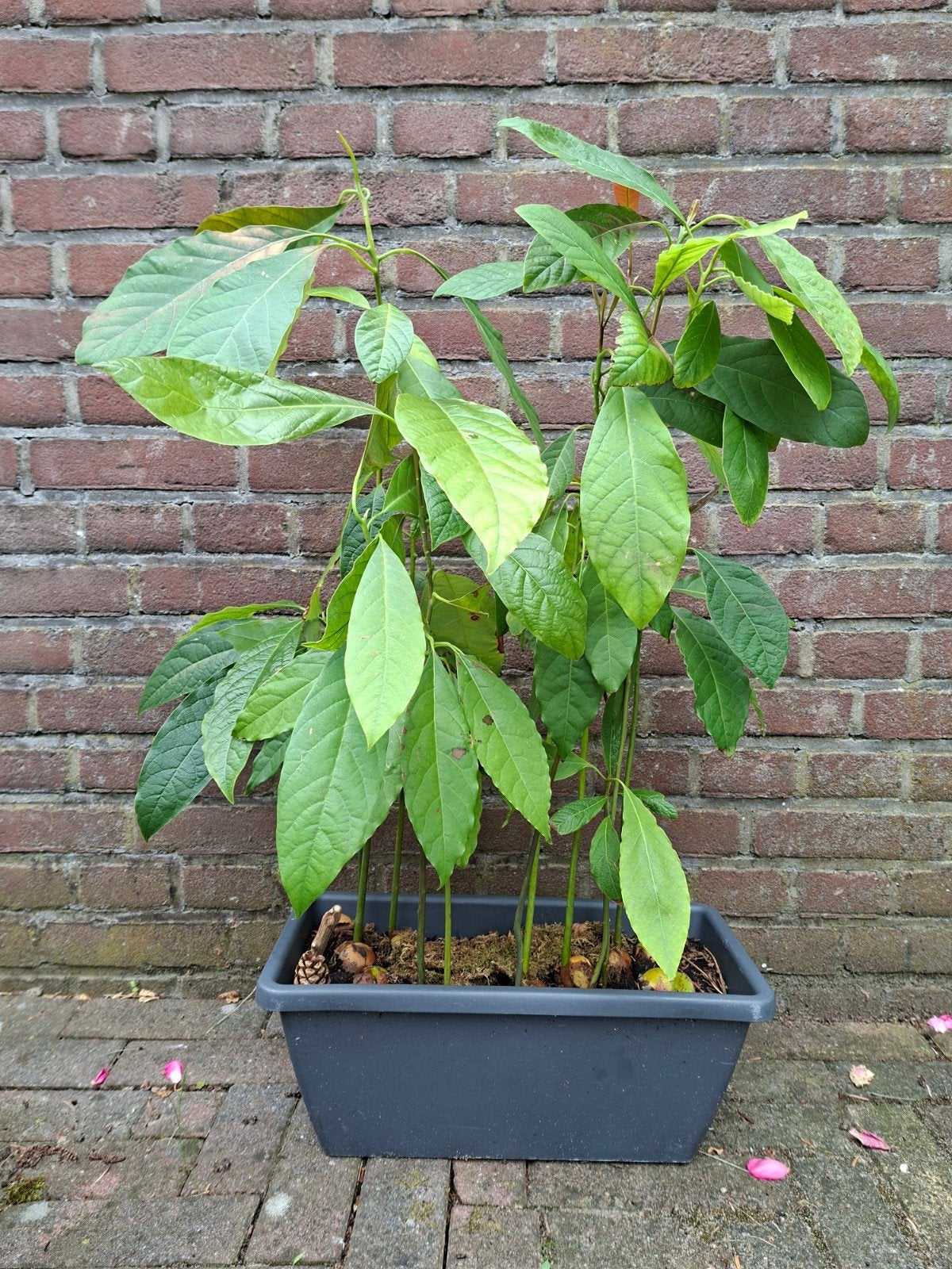 Avocadobos, Ophalen, Volle zon, Overige soorten, Minder dan 100 cm