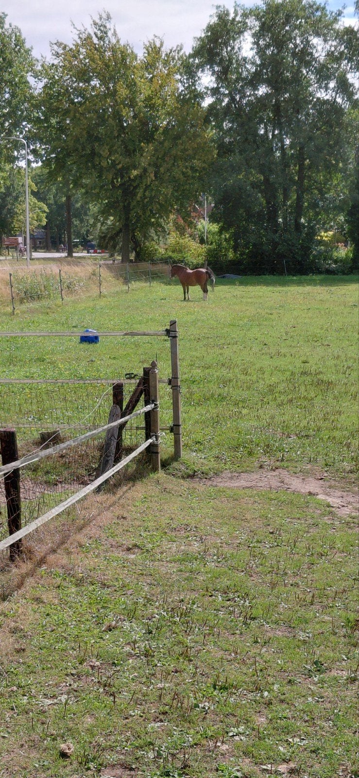 weidemaatje gezocht, Weidegang, 1 paard of pony