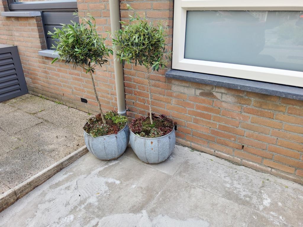 Twee olijfbomen in zinken potten - compleet, Minder dan 60 cm, Rond, Ophalen of Verzenden, Zo goed als nieuw