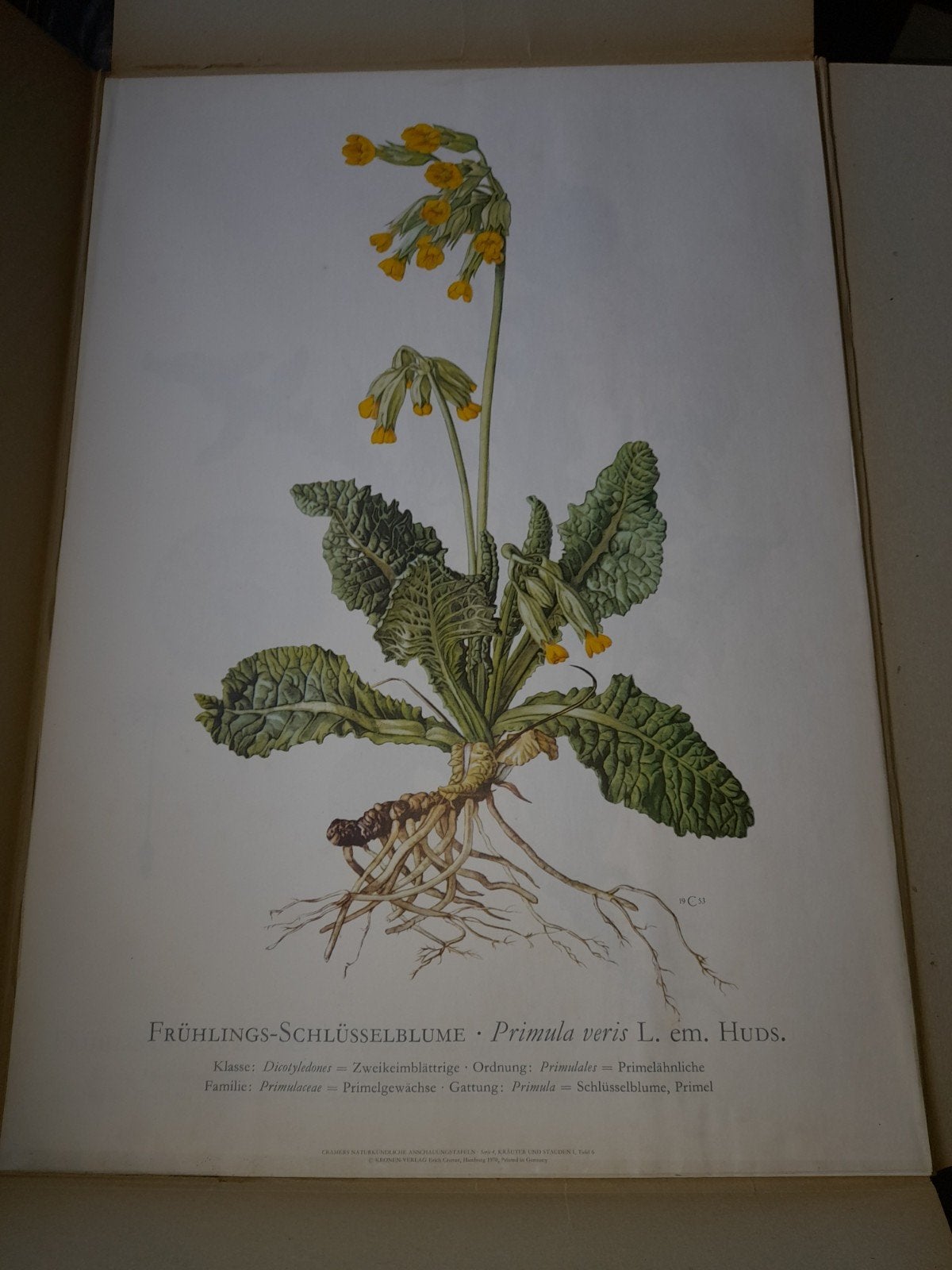 vintage retro schoolplaten vaste planten,kruiden, jaren 70, Ophalen of Verzenden, Natuur en Biologie