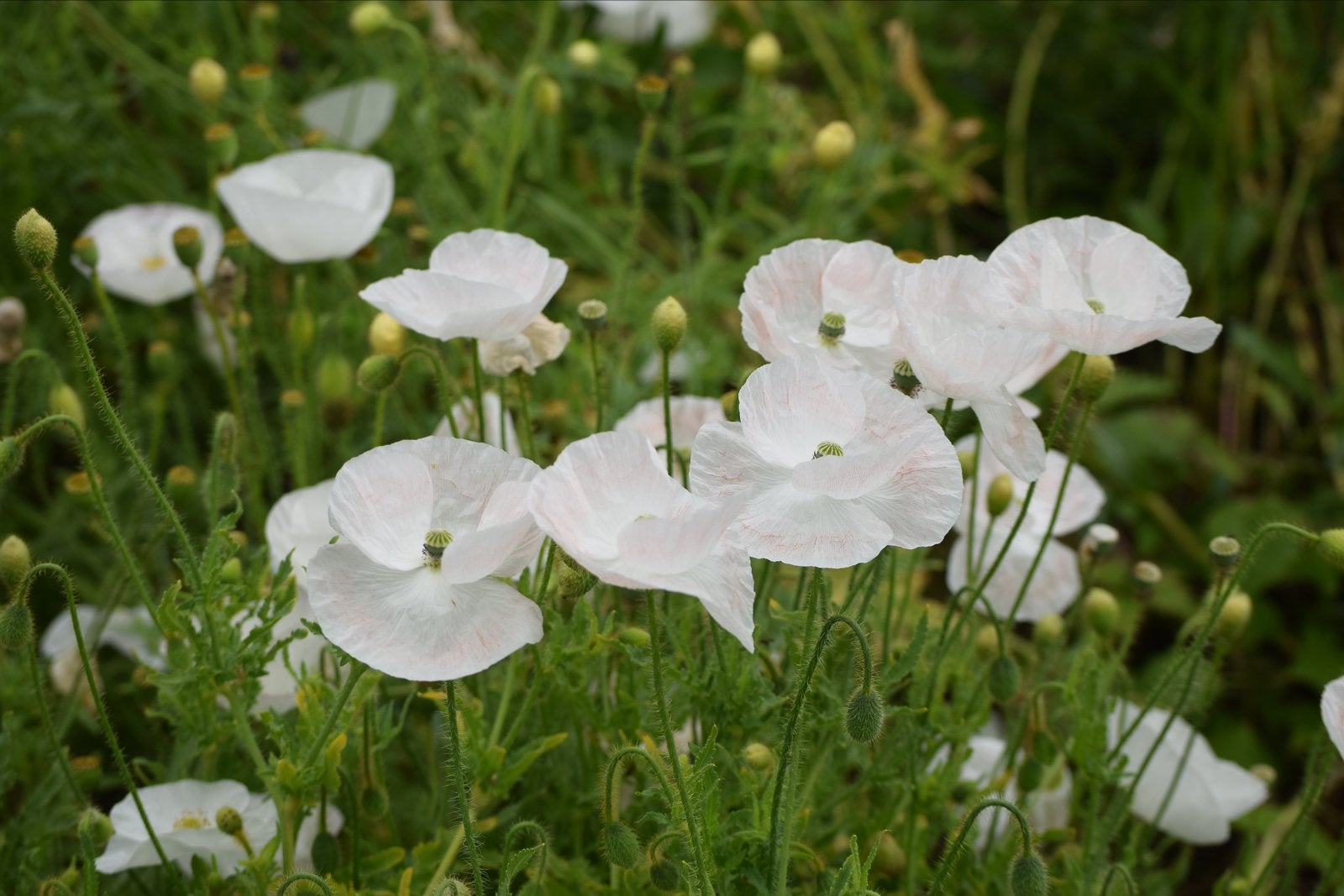 Witte Papaver Klaproos, Overige soorten, Volle zon, Eenjarig, Ophalen of Verzenden
