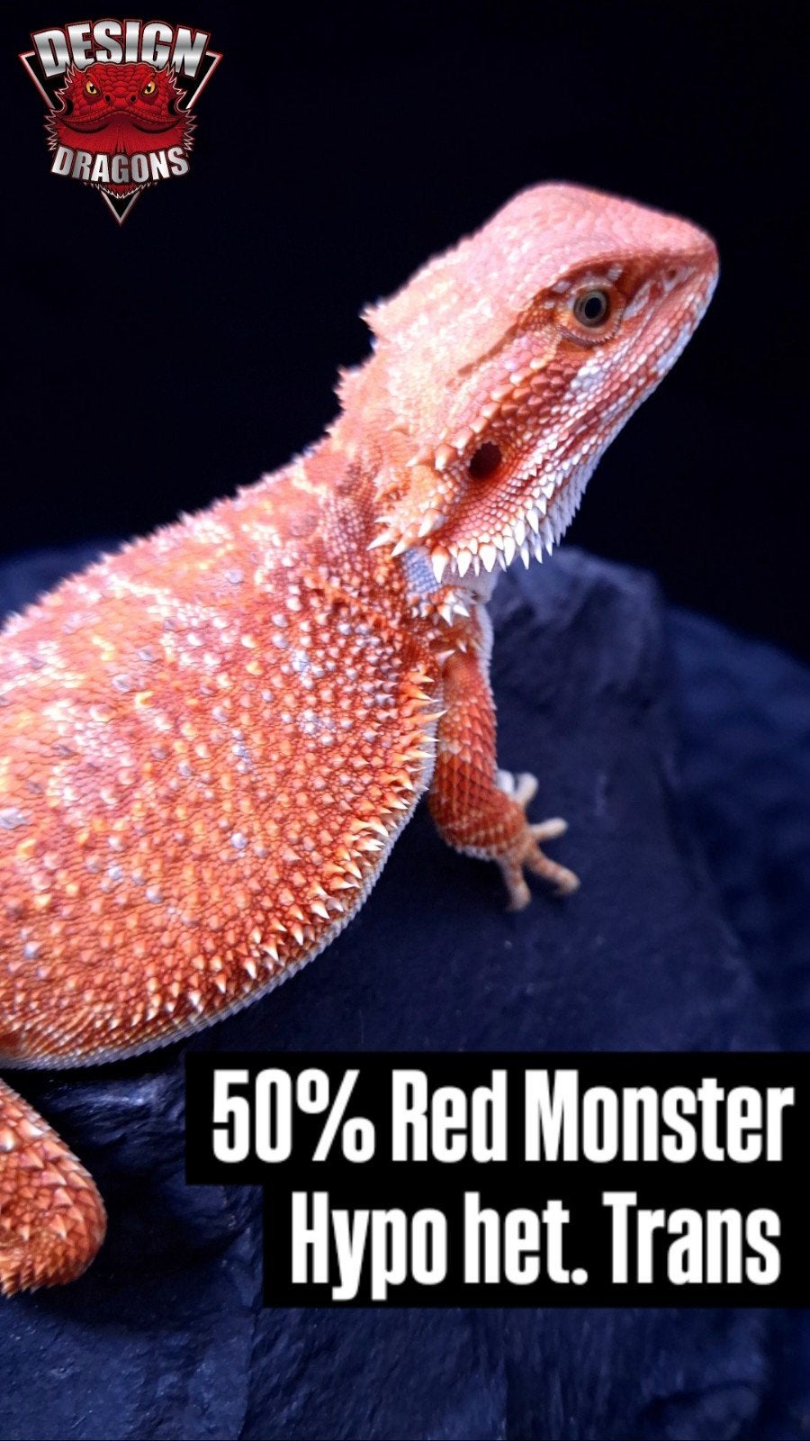 50% Red Monster Hypo het. Translucent Baardagaam Man, Dieren en Toebehoren, Reptielen en Amfibieën, Hagedis, 0 tot 2 jaar