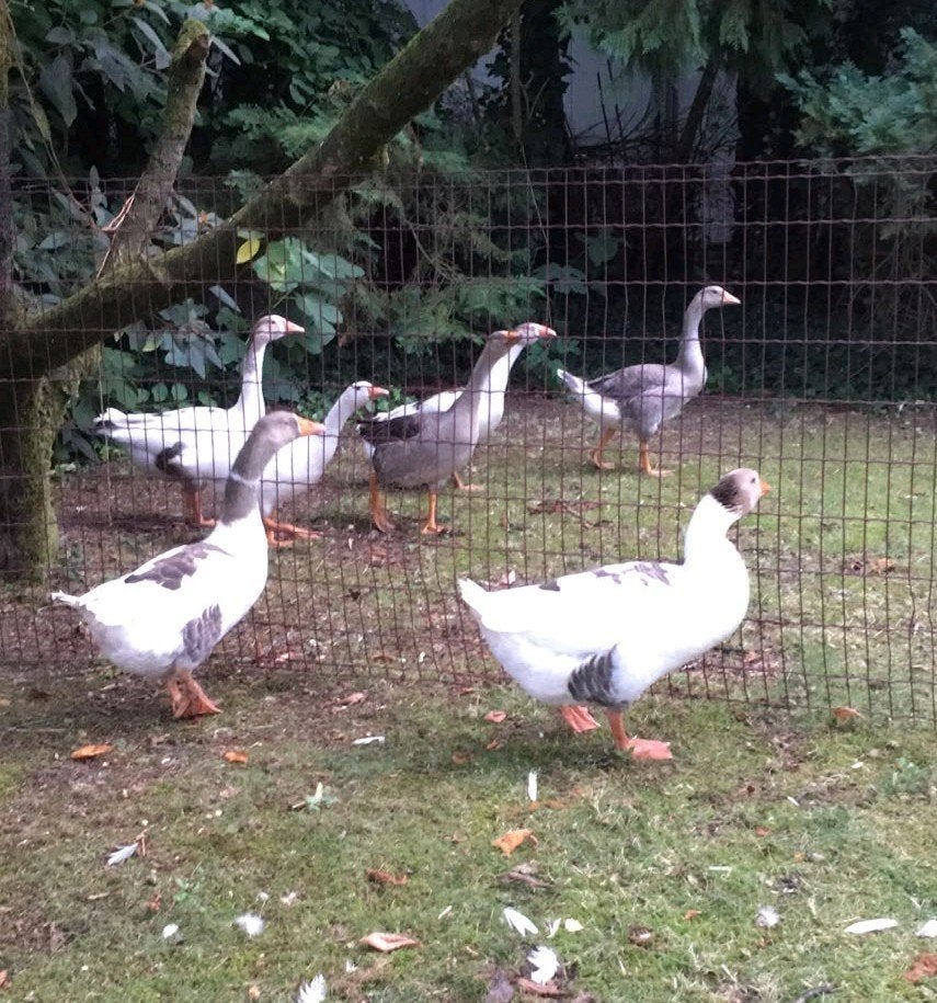2 jonge ganzen, Dieren en Toebehoren, Pluimvee, Meerdere dieren, Gans of Zwaan