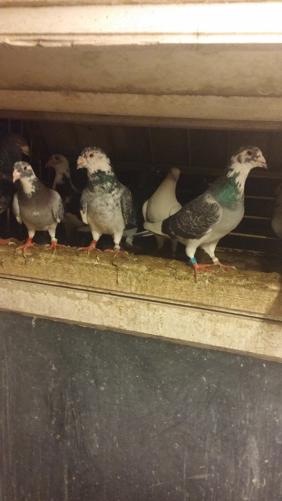 10 Jonge duiven, Meerdere dieren, Postduif