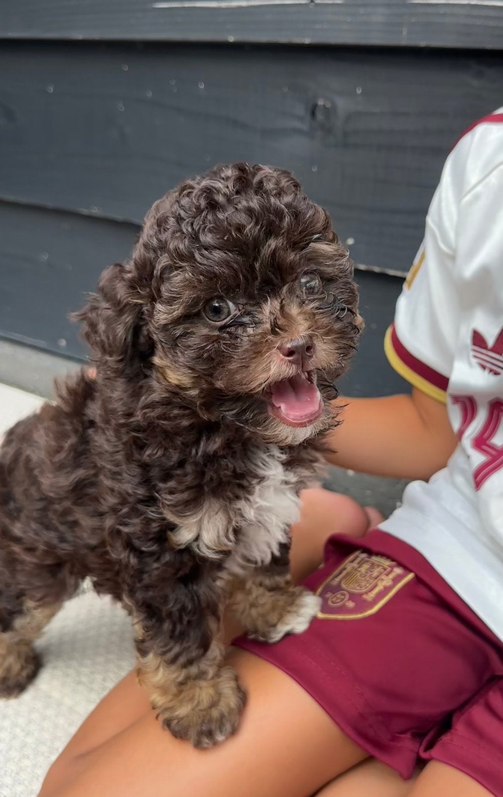 Maltipoo pups, Parvo, Reu, 8 tot 15 weken, Meerdere