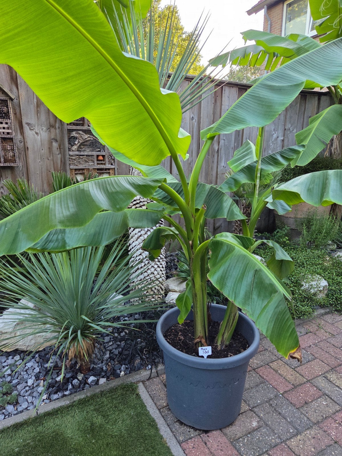 Musa Tibet banaanplant - 160cm hoog met 3 stammen, Tuin en Terras, Volle zon, Vaste plant, Bloeit niet, Ophalen