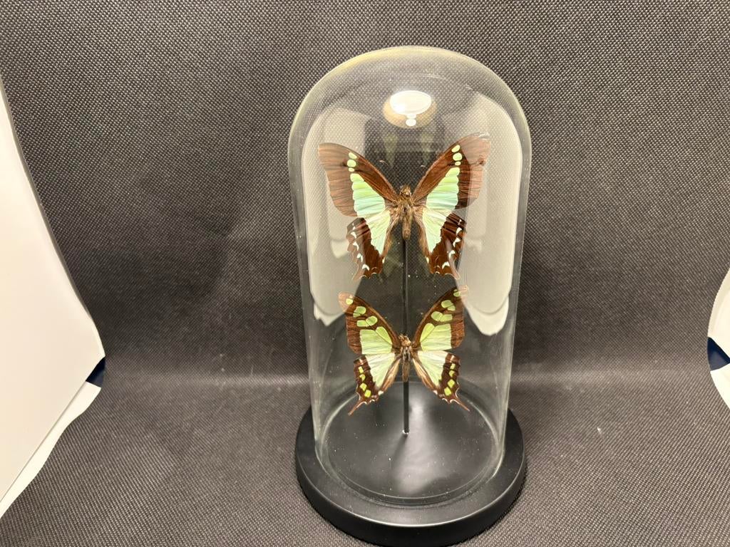 Geprepareerde vlinders in een glazen stolp, Verzamelen, Dierenverzamelingen, Ophalen of Verzenden, Nieuw, Insect, Opgezet dier
