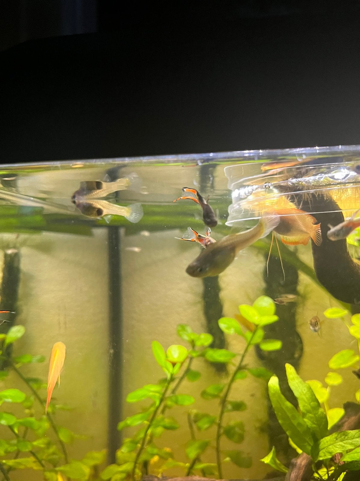 Endler guppen, Dieren en Toebehoren, Vis