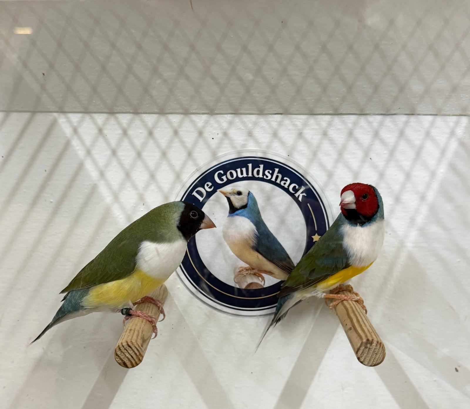 Gouldamadine (koppel 4), Dieren en Toebehoren, Meerdere dieren, Geringd