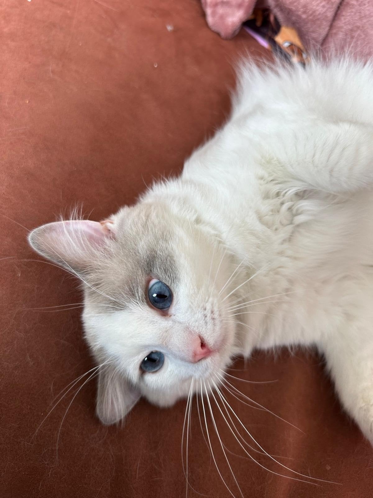 Ervaren Ragdoll dekkater  Getes (niet te koop ), Dieren en Toebehoren, Kater