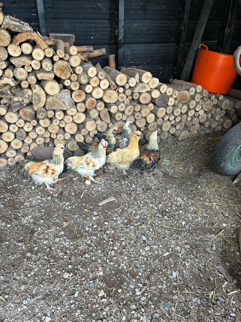 Hanen wyandotte/zijdehoen. Gratis, Dieren en Toebehoren, Pluimvee, Mannelijk, Kip