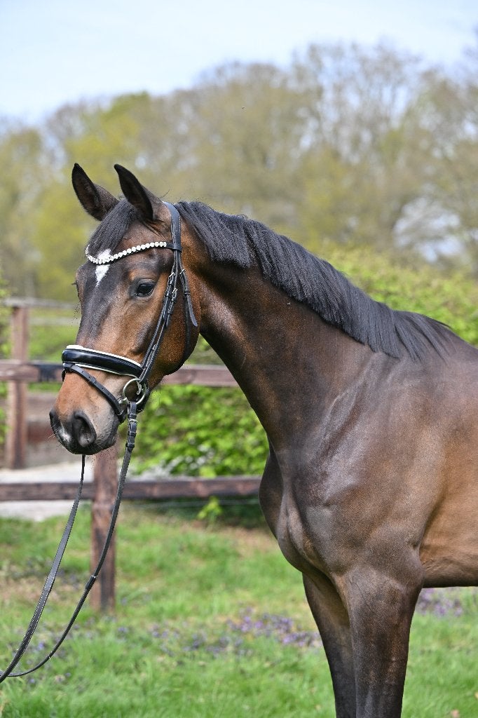 paard, Met stamboom, Ruin, Dressuurpaard, Zadelmak