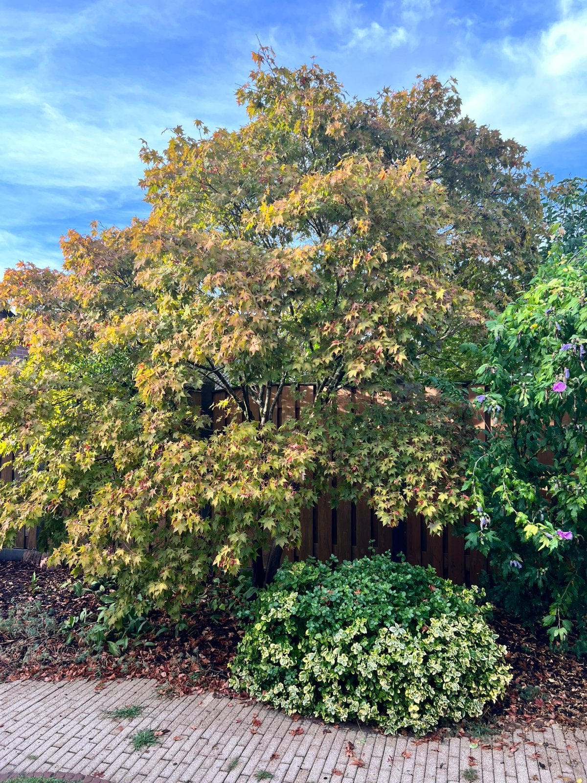 Prachtige Japanse Esdoorn (Acer palmatum) – ca. 4 meter hoog, Tuin en Terras, Ophalen, Bloeit niet, Halfschaduw, Overige soorten