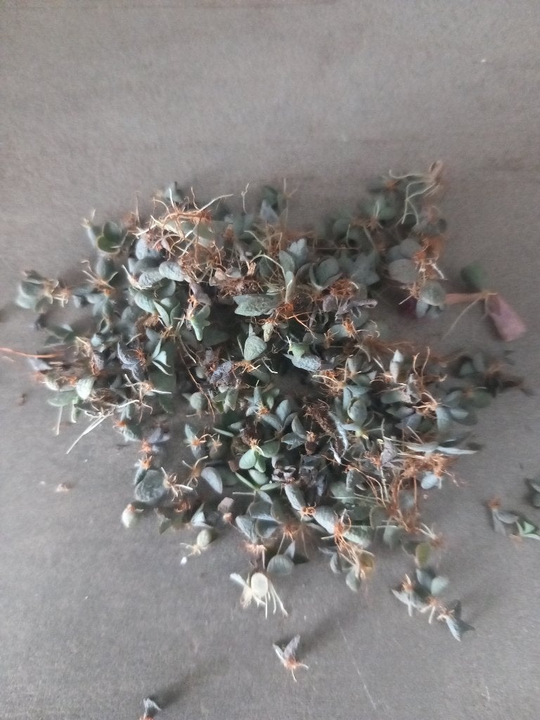 Mother of Thousands, Vetplant, Minder dan 100 cm, Groene kamerplant, Halfschaduw
