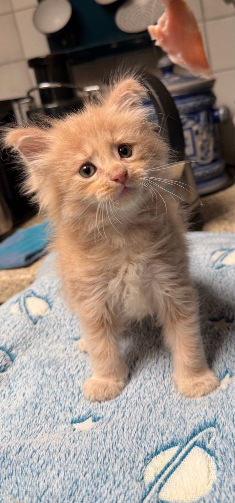 MAINE COON KITTEN, MOEDER MET STAMBOOM VADER RUSSISCH., Kater, Ingeënt