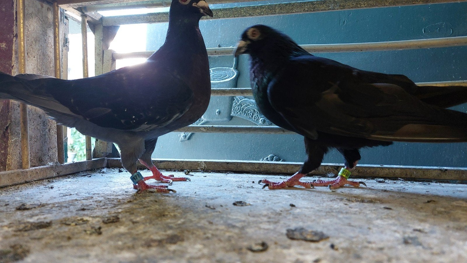 post   duiven, Meerdere dieren, Postduif