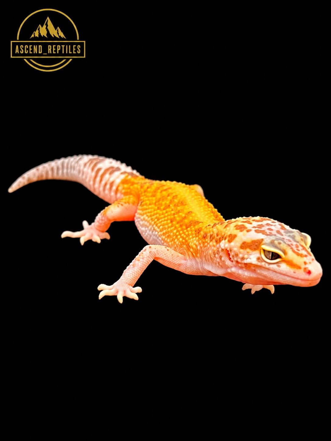 Prachtige Tremper Albino Het Blizzard Luipaardgekko man, Dieren en Toebehoren, Tam, 0 tot 2 jaar