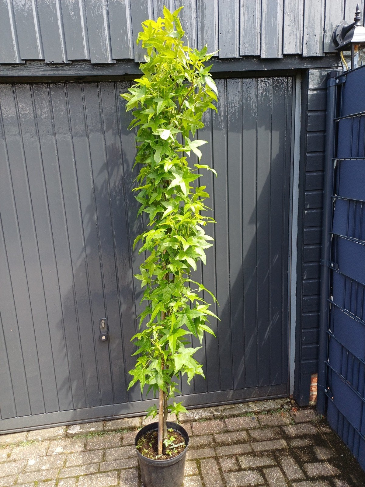 Liquidambar zuil., Ophalen, Bamboe