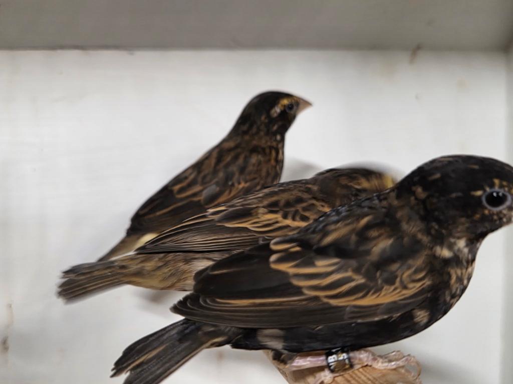 4 bruin zwarte wevers, Meerdere dieren, Geringd
