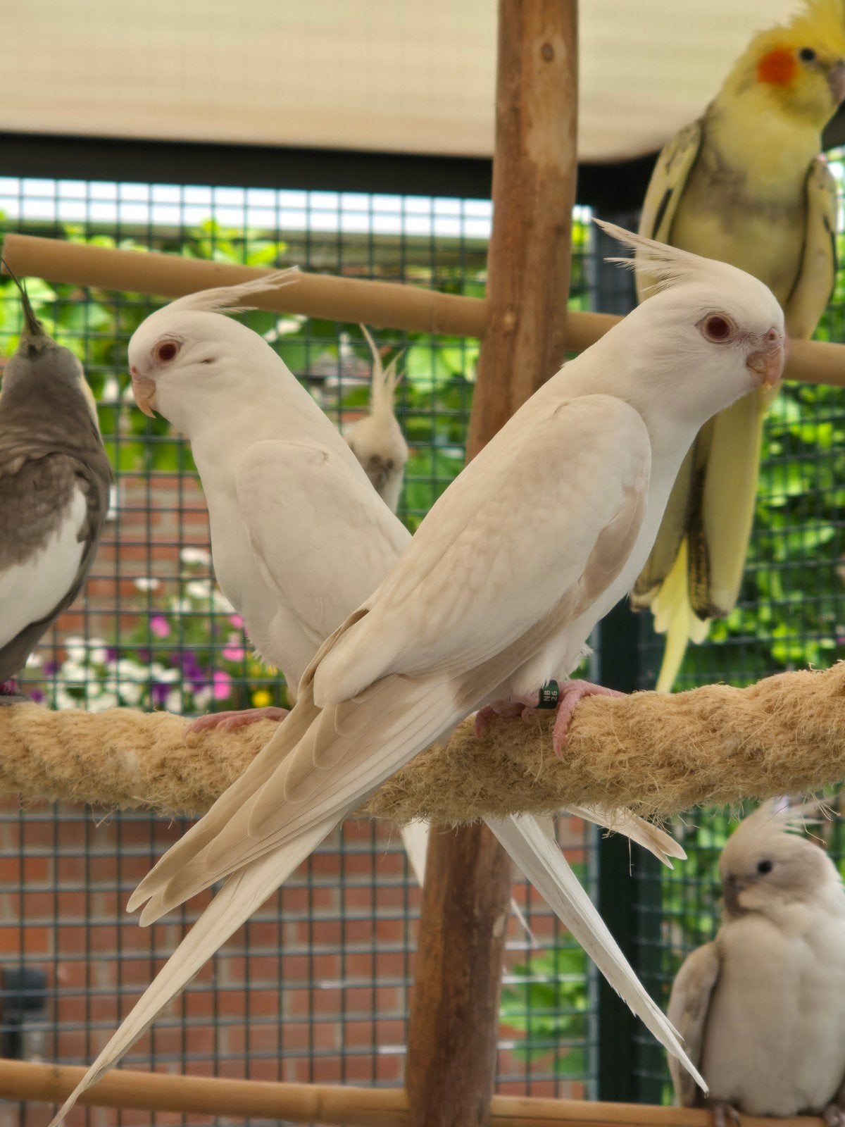 Diverse mutaties valkparkieten te koop., Dieren en Toebehoren, Vogels | Parkieten en Papegaaien, Meerdere dieren, Parkiet, Geringd