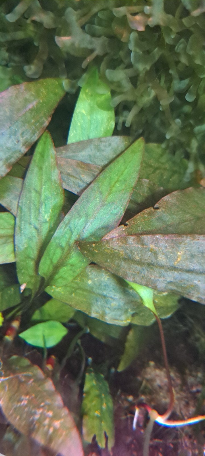Aquarium plant beckettii cryptocornye, Ophalen, Nieuw, Plant(en), Steen of Hout