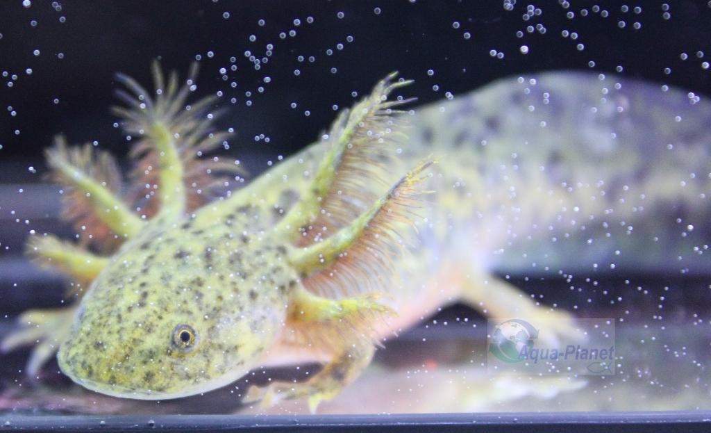 Axolotl - Wildkleur "Baby", Dieren en Toebehoren, Amfibie, Tam, 0 tot 2 jaar