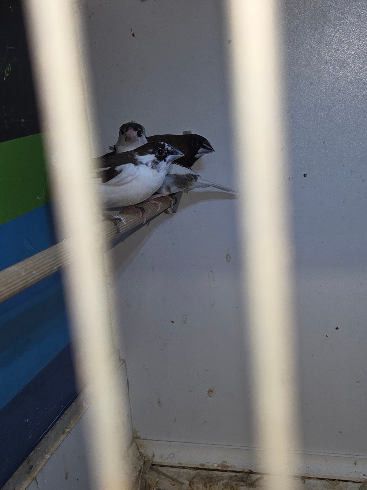 Japanse meeuwtjes, Meerdere dieren