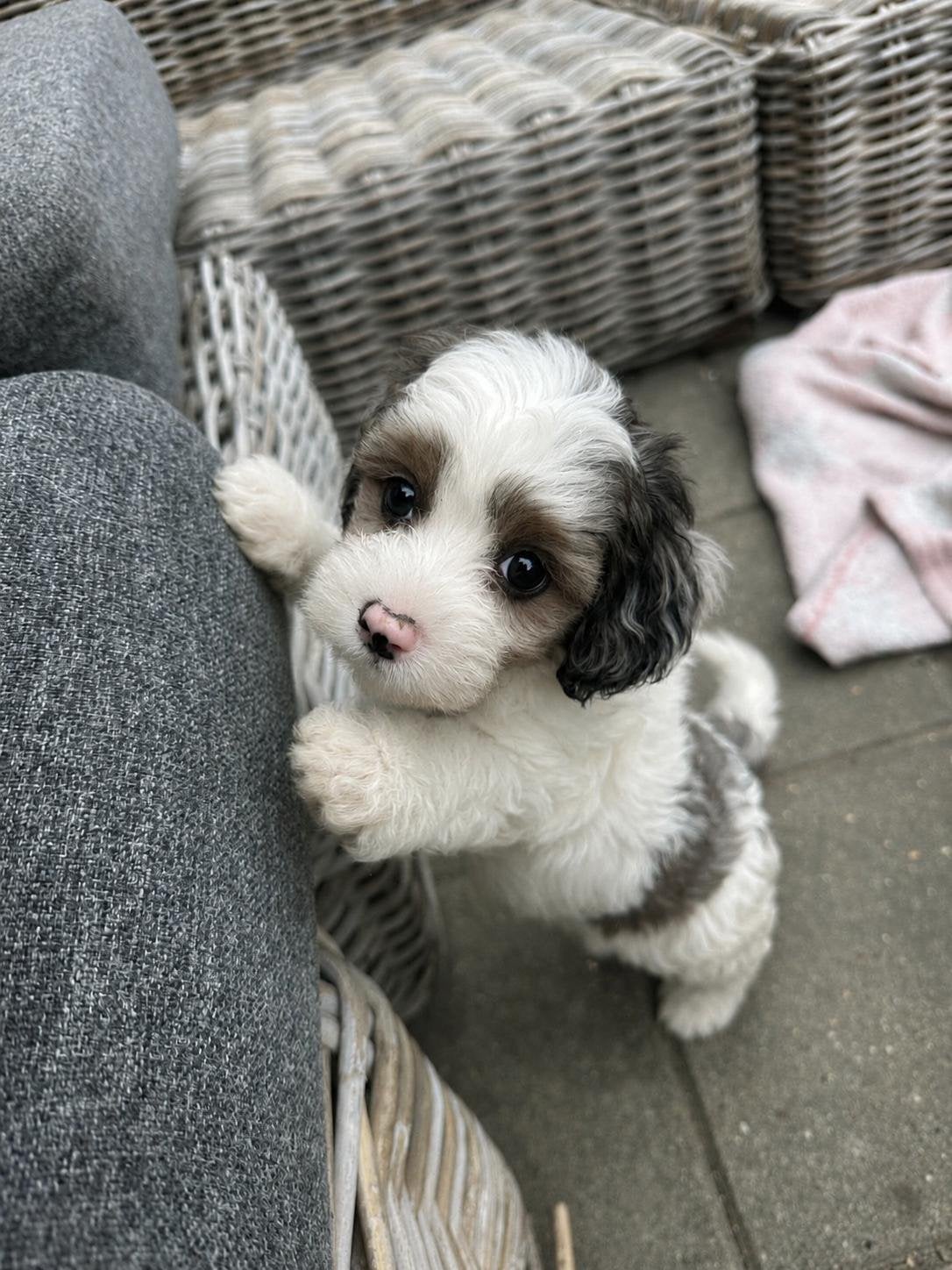 Cavapoo pups prachtige exclusive kleuren x toy poedel, Dieren en Toebehoren, Poedel, 8 tot 15 weken, Parvo, Meerdere