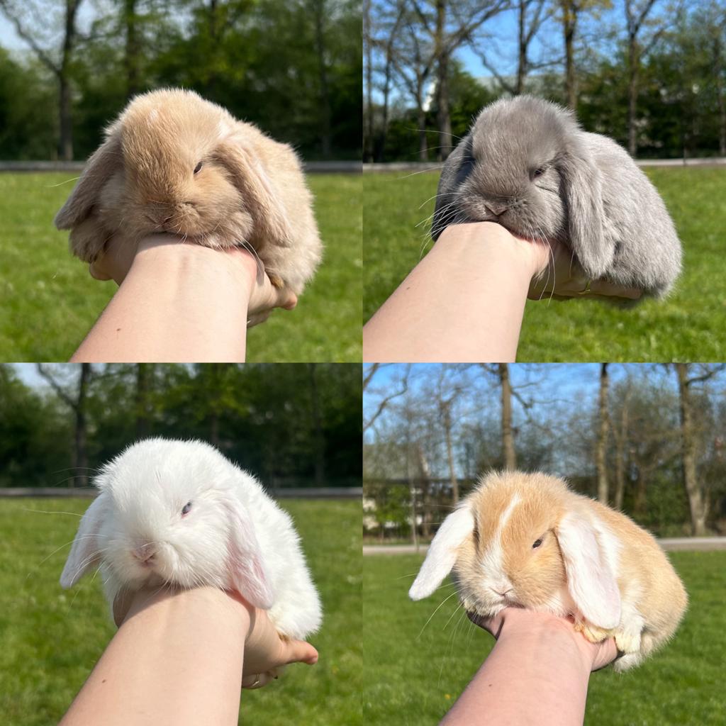 Lieve jonge konijntjes, NHD dwerg hangoor, Dieren en Toebehoren, Konijnen, Meerdere dieren, Dwerg, Hangoor, 0 tot 2 jaar